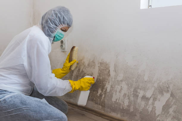 Best Basement Mold Remediation in Edgewood, FL