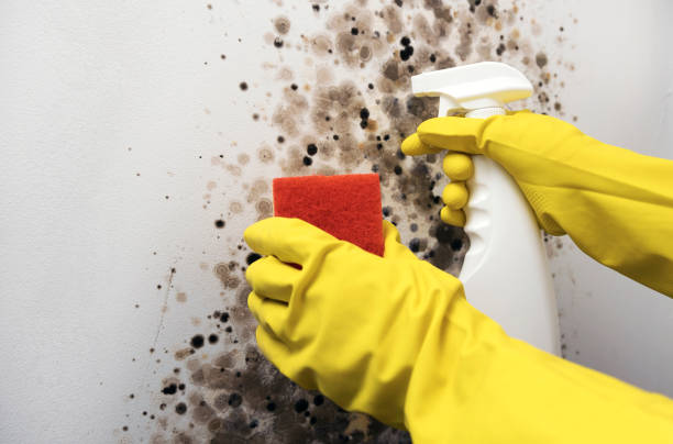 Best DIY Mold Remediation Support Services in Edgewood, FL