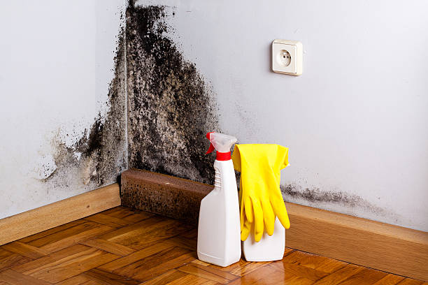 Best Kitchen Mold Remediation in Edgewood, FL